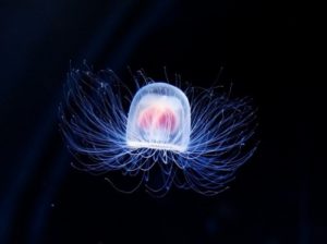 Immortels: ces animaux qui défient la mort