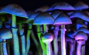 NOUVEAU : Des champignons « magiques » pour votre cerveau