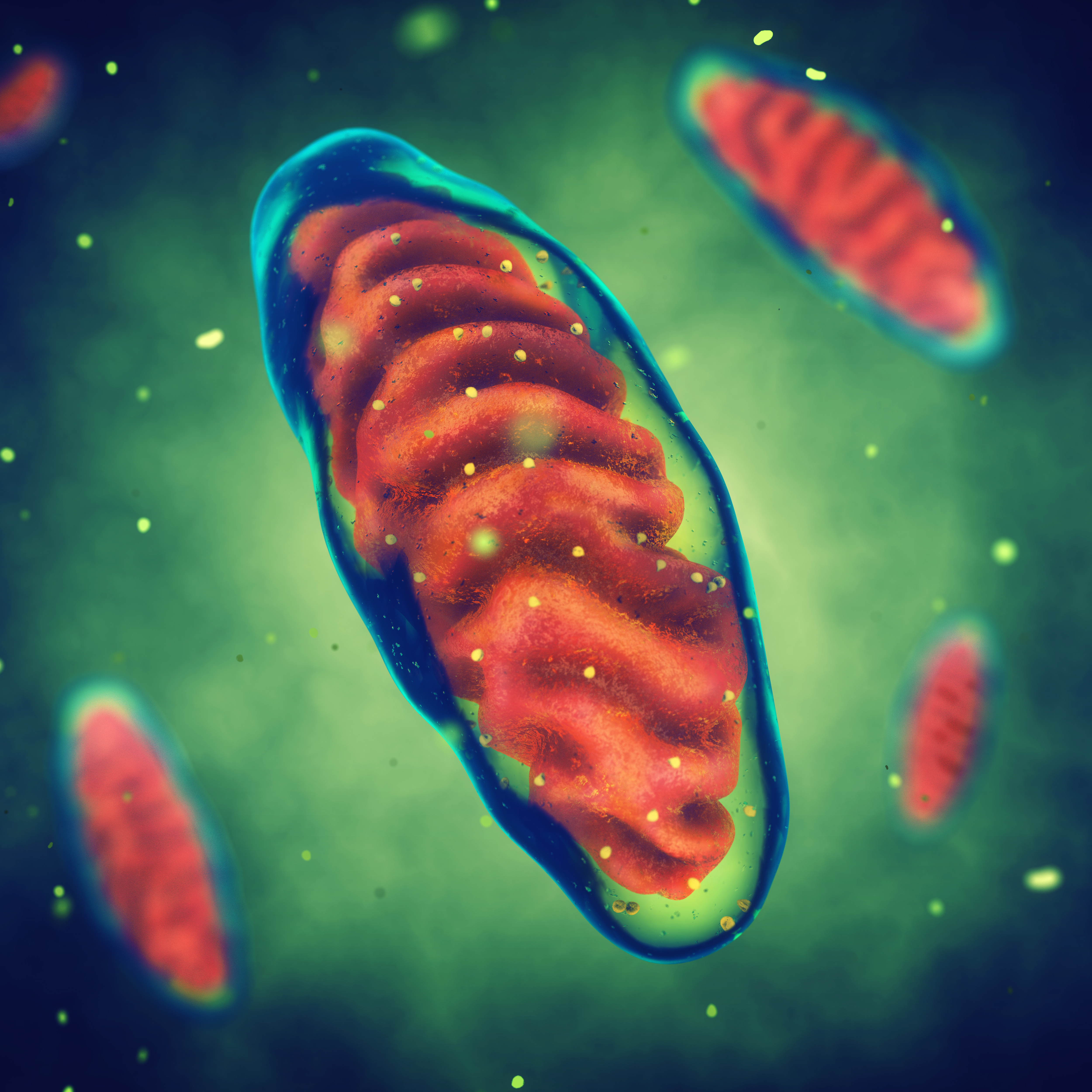 Mitochondries : Tout savoir sur nos incroyables « usines à énergie »
